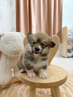 Montana, a female Pembroke Welsh Corgi for sale in Inverness, FL – 5 of 5