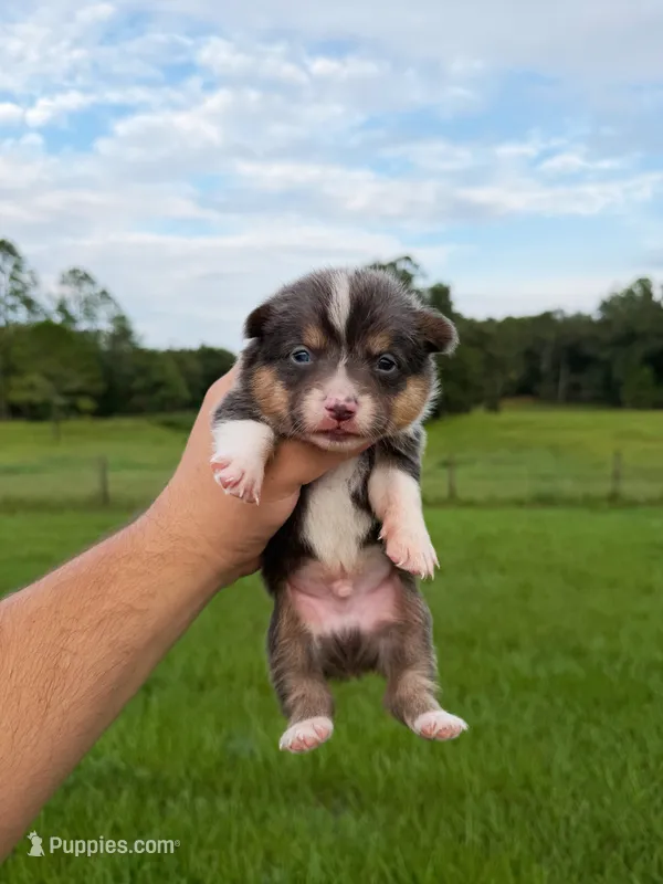 Zuki – Pembroke Welsh Corgi puppy for sale in Inverness, FL