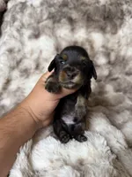 Onyx, a male Miniature Dachshund for sale in Inverness, FL – 3 of 5
