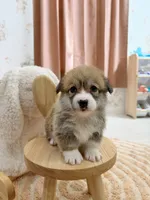 Virginia, a female Pembroke Welsh Corgi for sale in Inverness, FL – 5 of 5