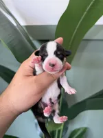 Biscuit, a male Pembroke Welsh Corgi for sale in Inverness, FL – 3 of 5