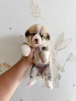 Diana, a  Pembroke Welsh Corgi for sale in Inverness, FL – 4 of 5