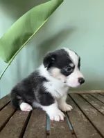 Biscuit, a male Pembroke Welsh Corgi for sale in Inverness, FL – 3 of 6