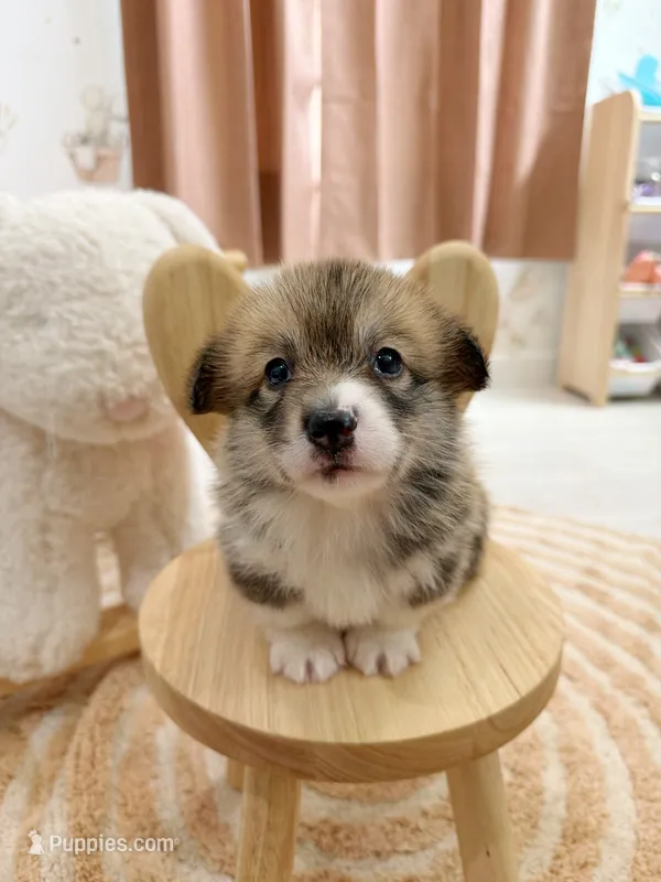 Mary – Pembroke Welsh Corgi puppy for sale in Inverness, FL