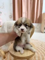 Georgia, a female Pembroke Welsh Corgi for sale in Inverness, FL – 2 of 5