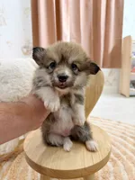 Montana, a female Pembroke Welsh Corgi for sale in Inverness, FL – 2 of 5