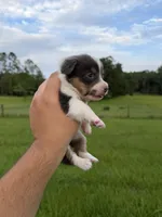 Naya, a female Pembroke Welsh Corgi for sale in Inverness, FL – 4 of 5