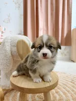 Georgia, a female Pembroke Welsh Corgi for sale in Inverness, FL – 5 of 5