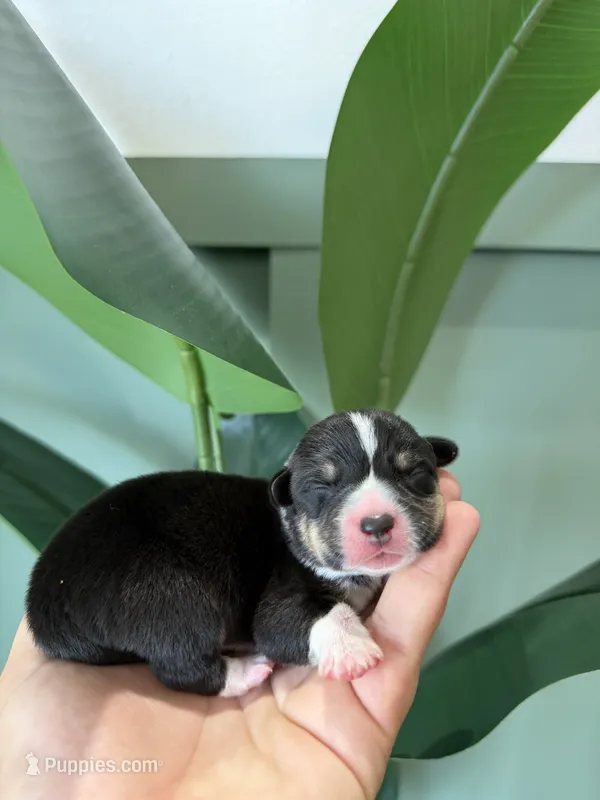 Truffle – Pembroke Welsh Corgi puppy for sale in Inverness, FL