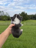 Zuki, a male Pembroke Welsh Corgi for sale in Inverness, FL – 5 of 5