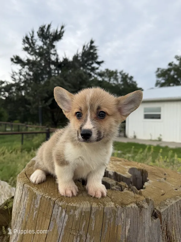 Sterling – Pembroke Welsh Corgi puppy for sale in Inverness, FL