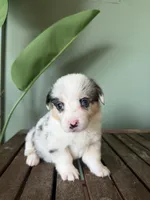 Blueberry, a female Pembroke Welsh Corgi for sale in Inverness, FL – 3 of 6