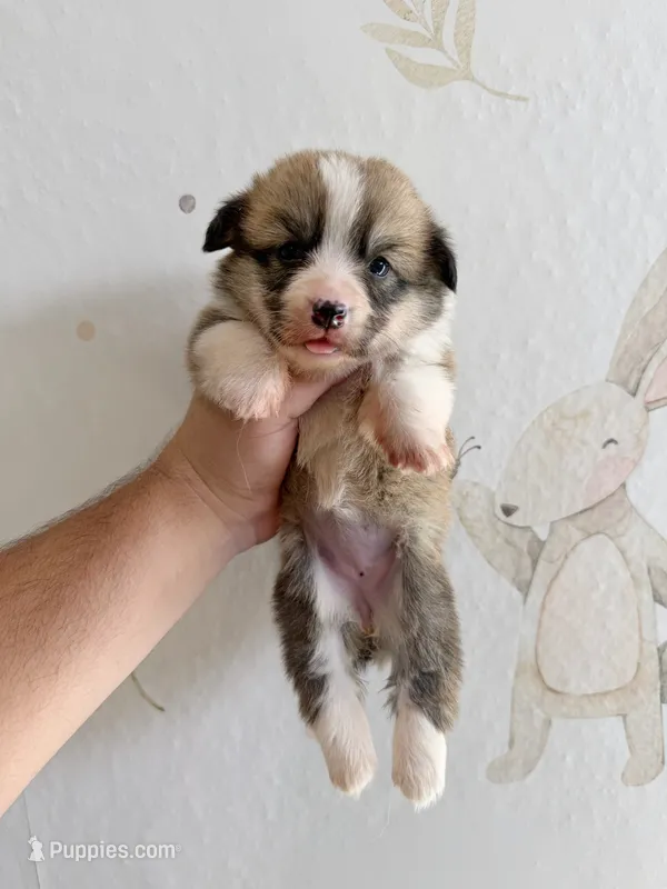 Victoria – Pembroke Welsh Corgi puppy for sale in Inverness, FL