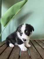 Biscuit, a male Pembroke Welsh Corgi for sale in Inverness, FL – 5 of 6
