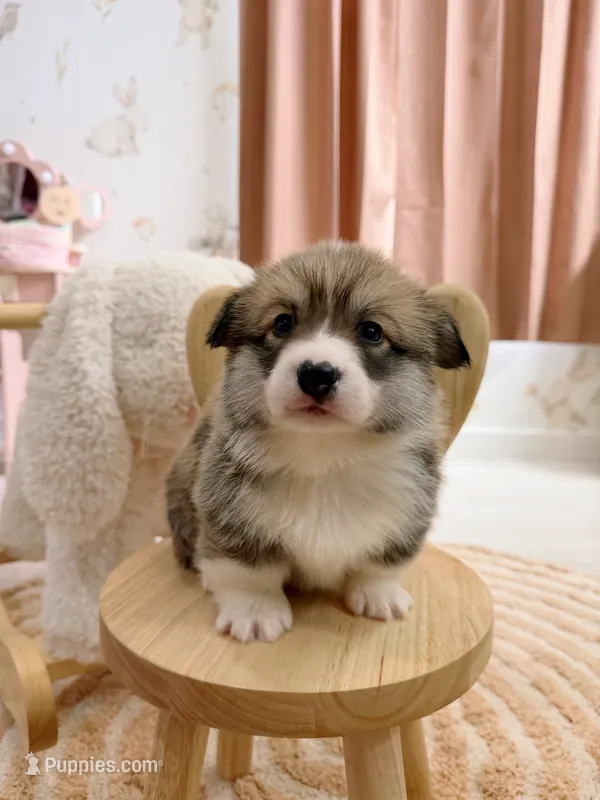 Vermont – Pembroke Welsh Corgi puppy for sale in Inverness, FL