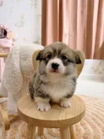 Vermont, a male Pembroke Welsh Corgi for sale in Inverness, FL – 1 of 5