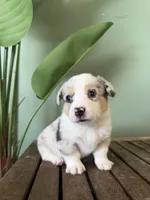 Maple, a female Pembroke Welsh Corgi for sale in Inverness, FL – 5 of 6