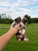 Rafa, a male Pembroke Welsh Corgi for sale in Inverness, FL – 5 of 5