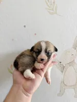 Victoria, a female Pembroke Welsh Corgi for sale in Inverness, FL – 4 of 5