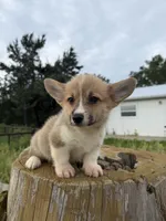 Sterling, a male Pembroke Welsh Corgi for sale in Inverness, FL – 4 of 4