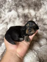 Midnight, a male Miniature Dachshund for sale in Inverness, FL – 4 of 5