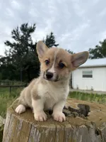 Sterling, a male Pembroke Welsh Corgi for sale in Inverness, FL – 2 of 4
