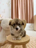 Mary, a female Pembroke Welsh Corgi for sale in Inverness, FL – 5 of 5