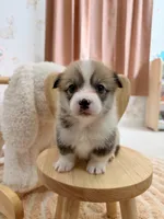 Carolina, a female Pembroke Welsh Corgi for sale in Inverness, FL – 4 of 5