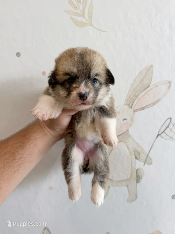 Elizabeth – Pembroke Welsh Corgi puppy for sale in Inverness, FL