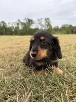 Onyx, a male Miniature Dachshund for sale in Inverness, FL – 4 of 7