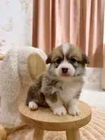 Georgia, a female Pembroke Welsh Corgi for sale in Inverness, FL – 1 of 5