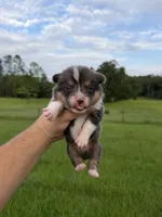 Zuki, a male Pembroke Welsh Corgi for sale in Inverness, FL – 3 of 5