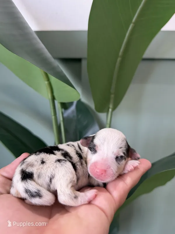 Blueberry – Pembroke Welsh Corgi puppy for sale in Inverness, FL