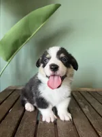 Biscuit, a male Pembroke Welsh Corgi for sale in Inverness, FL – 6 of 6