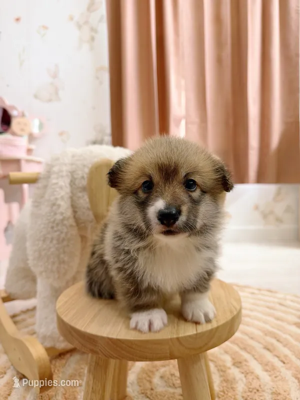 Dakota – Pembroke Welsh Corgi puppy for sale in Inverness, FL