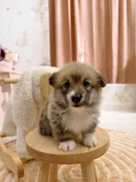 Dakota, a female Pembroke Welsh Corgi for sale in Inverness, FL – 1 of 5
