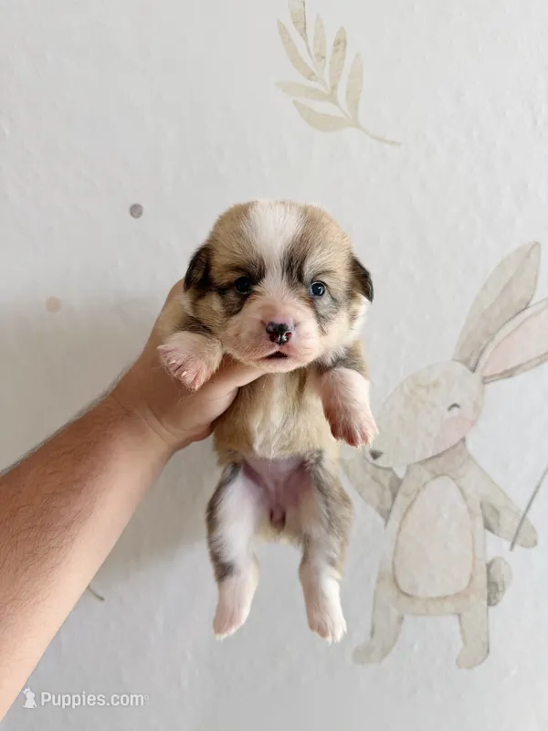 Charlotte – Pembroke Welsh Corgi puppy for sale in Inverness, FL