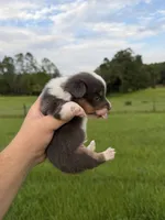 Rafa, a male Pembroke Welsh Corgi for sale in Inverness, FL – 2 of 5