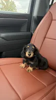 Onyx, a male Miniature Dachshund for sale in Inverness, FL – 6 of 7