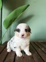 Blueberry, a female Pembroke Welsh Corgi for sale in Inverness, FL – 2 of 6