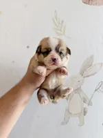 Charlotte, a female Pembroke Welsh Corgi for sale in Inverness, FL – 2 of 5