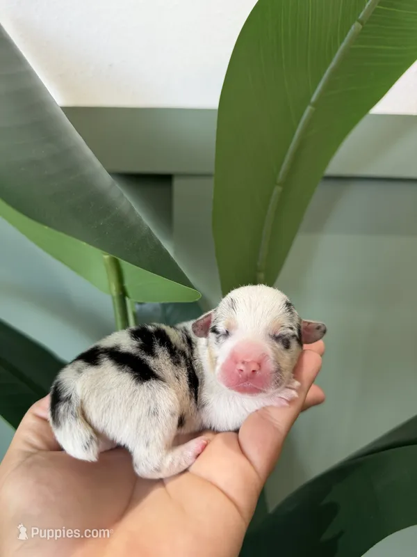 Waffle – Pembroke Welsh Corgi puppy for sale in Inverness, FL