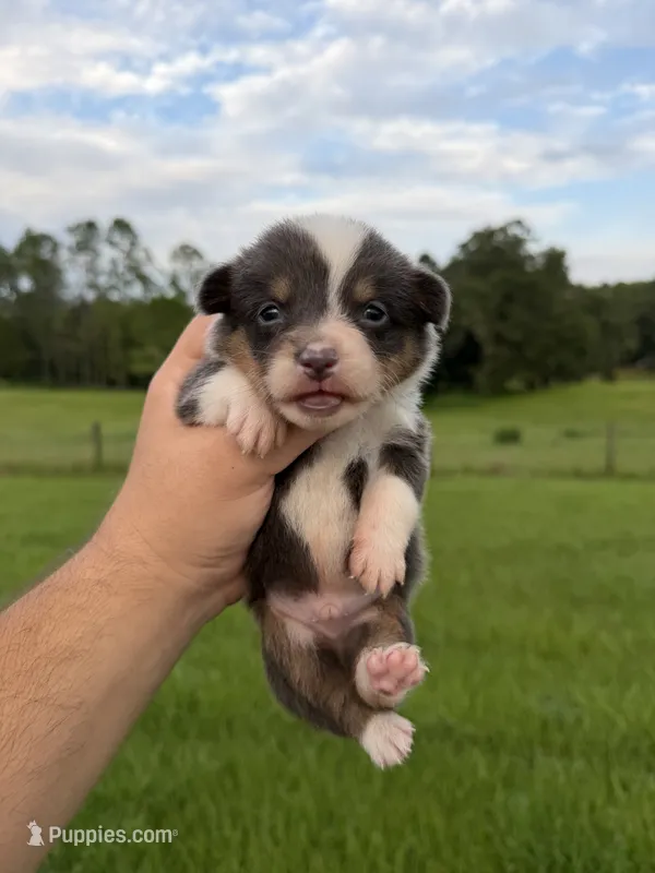 Rafa – Pembroke Welsh Corgi puppy for sale in Inverness, FL