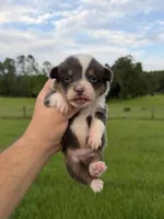 Rafa, a male Pembroke Welsh Corgi for sale in Inverness, FL – 1 of 5