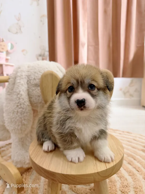 Virginia – Pembroke Welsh Corgi puppy for sale in Inverness, FL