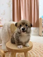 Dakota, a female Pembroke Welsh Corgi for sale in Inverness, FL – 5 of 5
