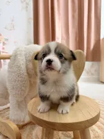 Carolina, a female Pembroke Welsh Corgi for sale in Inverness, FL – 3 of 5