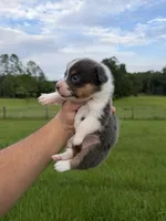 Naya, a female Pembroke Welsh Corgi for sale in Inverness, FL – 3 of 5