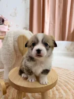 Carolina, a female Pembroke Welsh Corgi for sale in Inverness, FL – 1 of 5