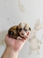 Charlotte, a female Pembroke Welsh Corgi for sale in Inverness, FL – 4 of 5